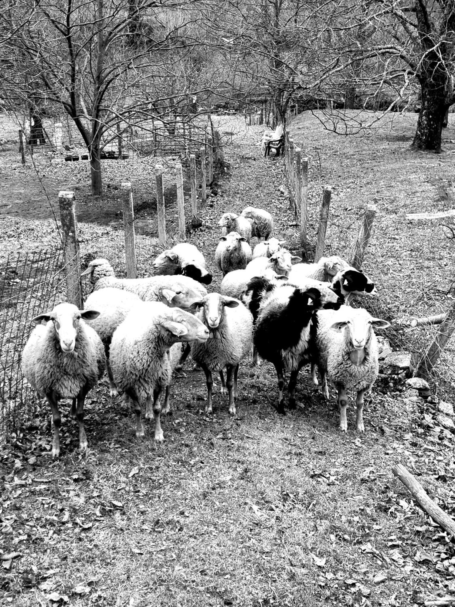 Albareilla By #Cherrygredos El Arenal  Exterior foto